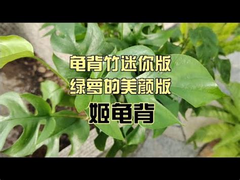 姬龜背風水|姬龜背照顧全攻略：讓你的綠意盎然 – 植物盆栽綠寶典